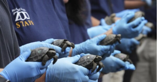 Hatchlings of 100-year-old tortoise parents unveiled at Philadelphia Zoo
