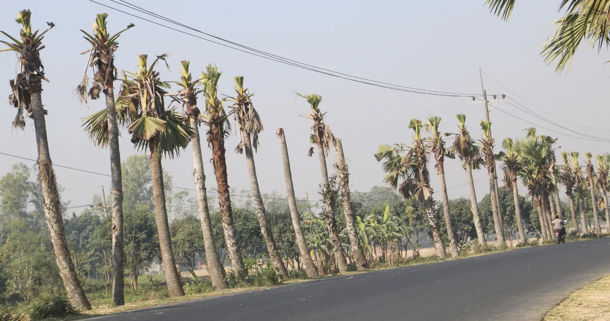Palm trees under the axe; Naogaon bypass pays an environmental price