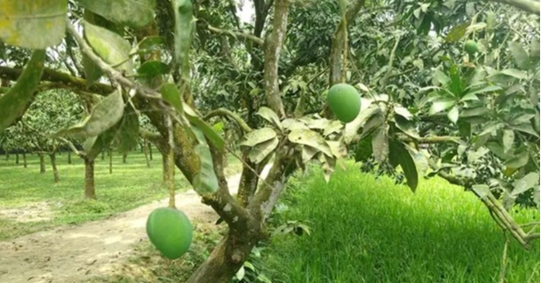 Rangpur’s Haribhanga mango expected to exceed Tk 250cr in trade as harvest nears