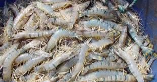 Bangladesh’s shrimp sector eyes $5bn boost with better policies