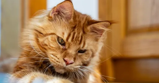 Why Ginger cats are special?   genetic secret uncovered