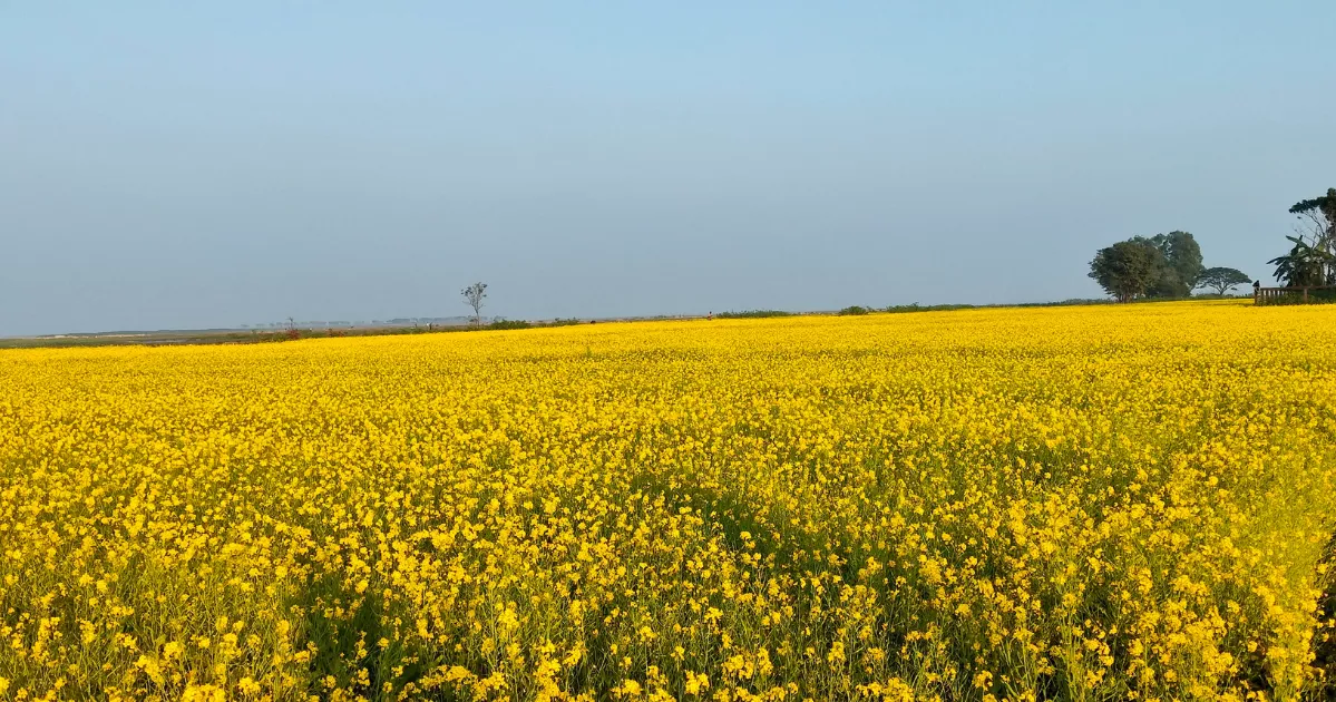 Haor farmers reap early gains as mustard cultivation flourishes in Sunamganj