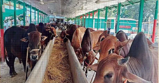 Chandpur farmers pin hopes on fair prices as 66,000 sacrificial animals ready