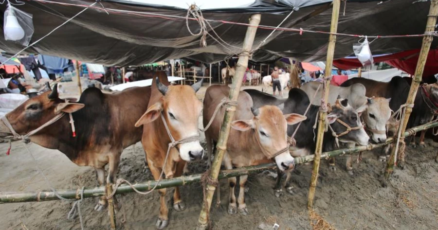 Eid ul Azha: 24 temporary cattle markets to be set up in capital