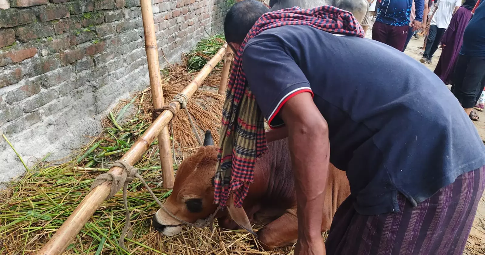 Mixed emotions at capital’s cattle markets as traders part with sacrificial animals 