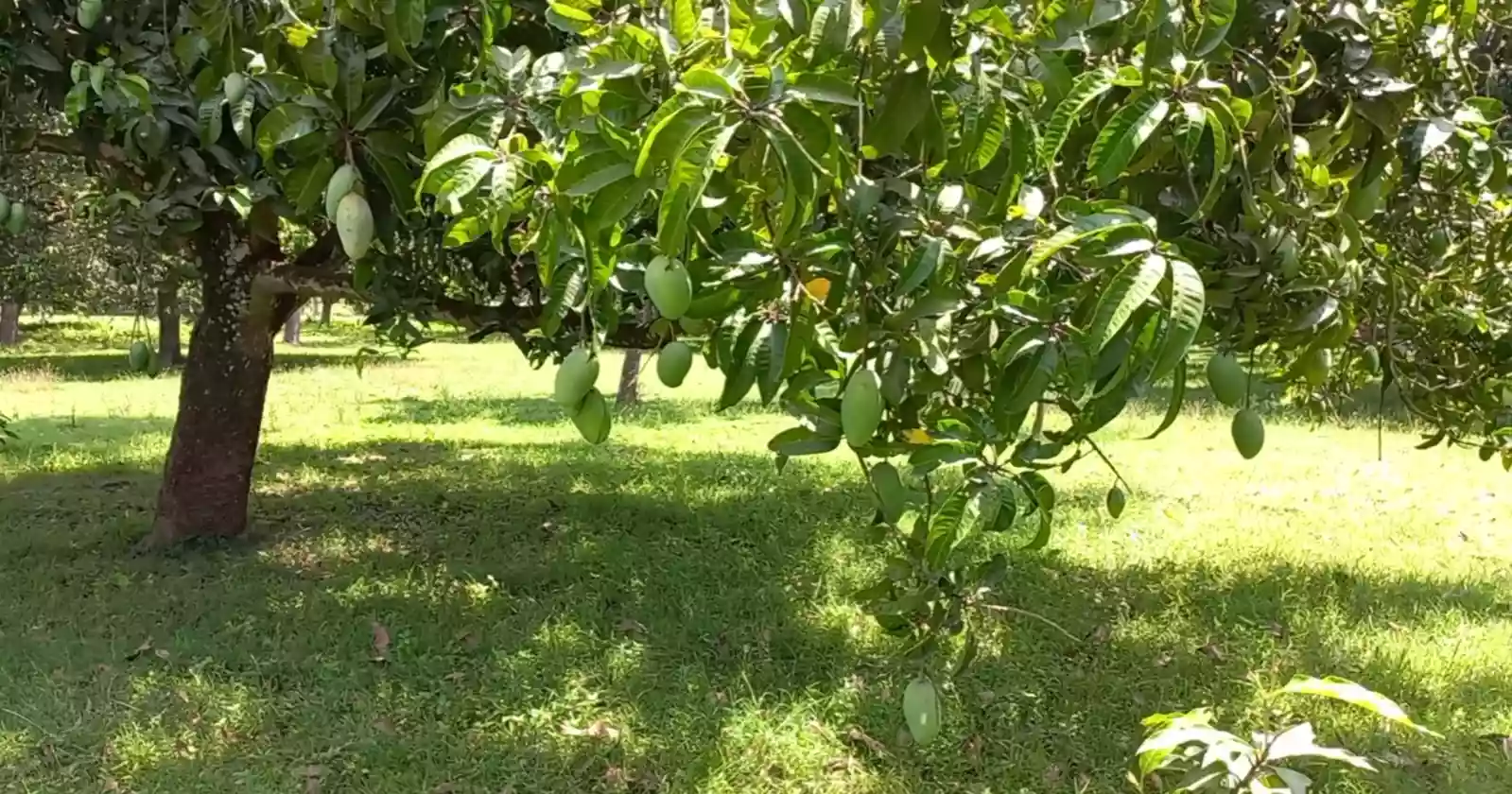Chapainawabganj mangoes set to hit markets by end of May