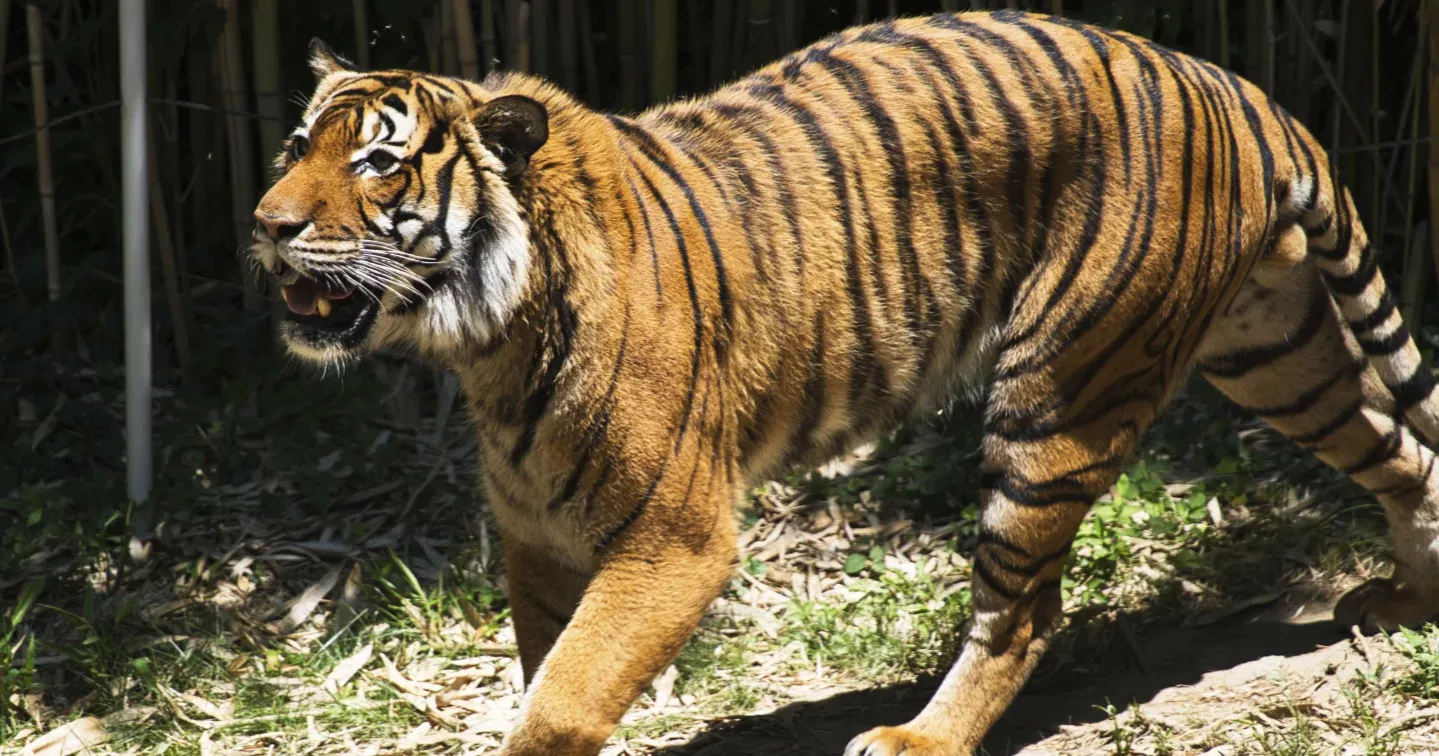Tiger poachers use fishing boats to smuggle body parts out of Malaysia, study shows
