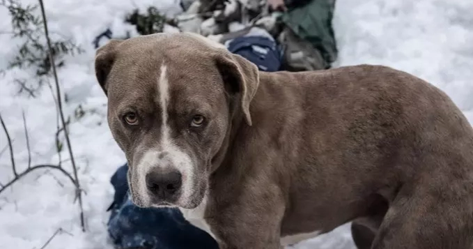 Pet dog guards owner’s body for 4 days amid freezing snowfall