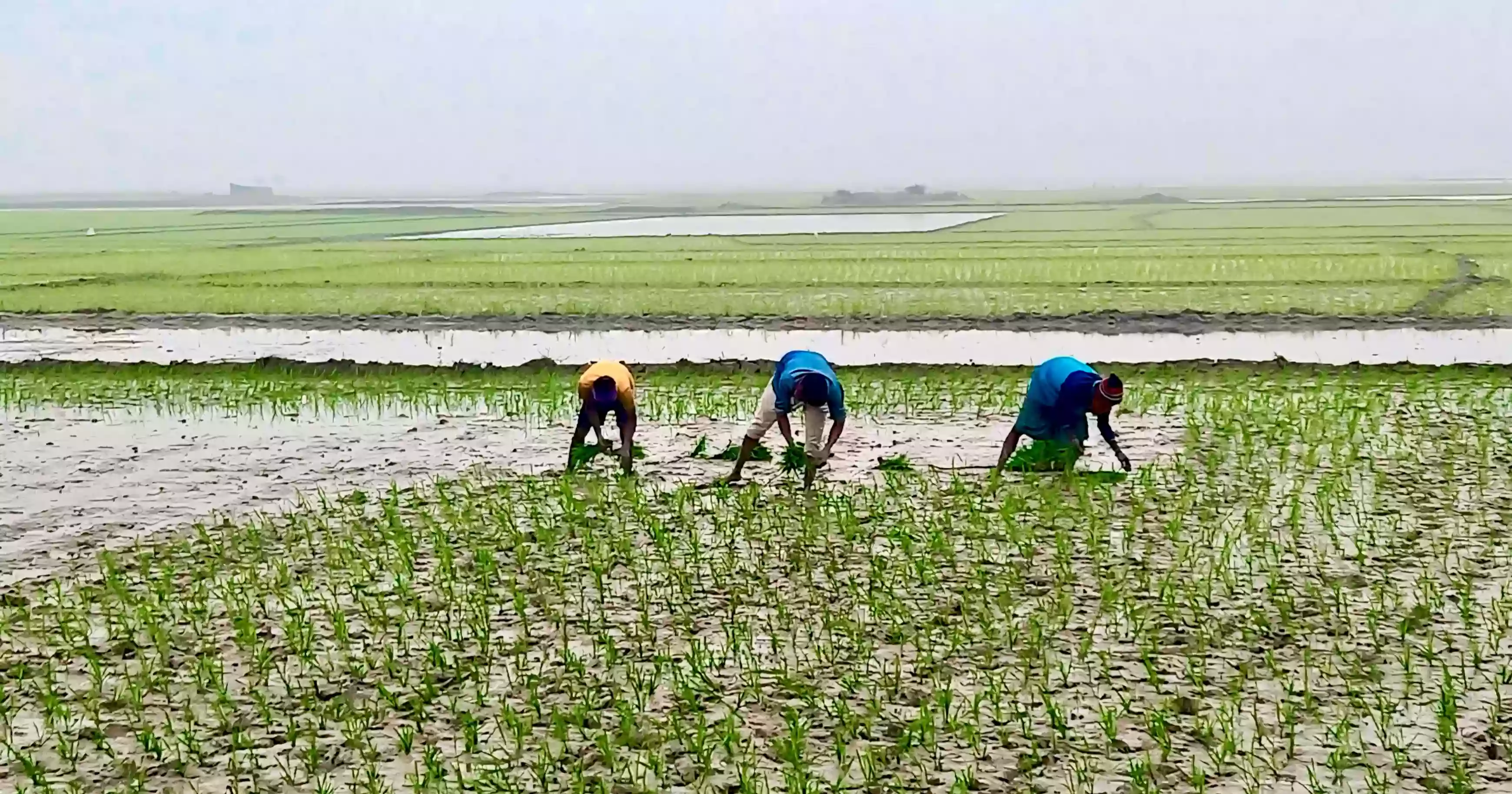 As haor waters recede, Sunnamganj farmers sow hope in every field