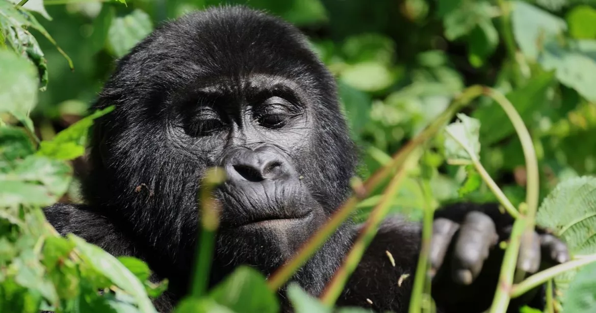 Tourism boosts comeback of Uganda’s mountain gorillas
