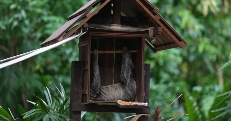 Rising exotic pet trade spurs calls for tighter international rules