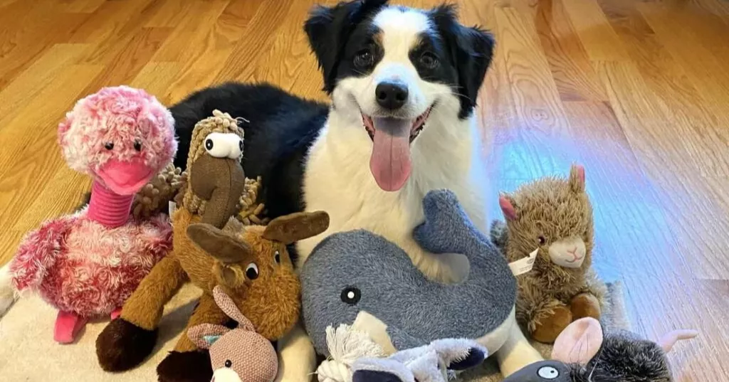 Some dogs can learn new words just by eavesdropping