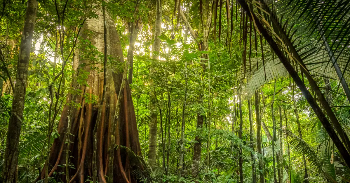 Brazilian Amazon emits more carbon than it absorbs, study shows