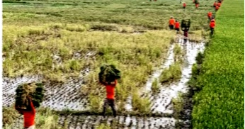 Broken haor roads drain profits as Sunamganj farmers struggle to move Boro paddy