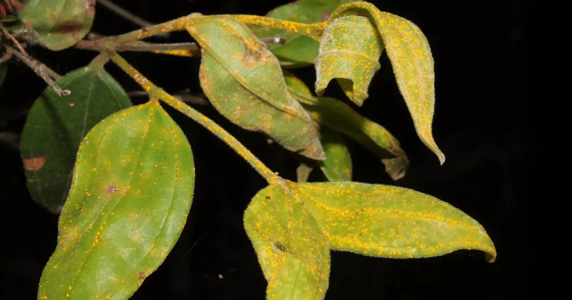 Scientists warn Australia’s “zombie tree” could disappear within a generation
