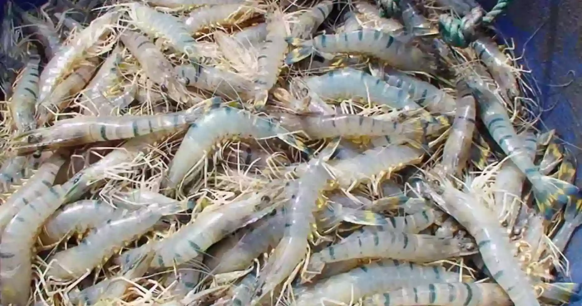 Shrimp exports plunge from billion-dollar heyday: Can new rescue fund reverse slide?