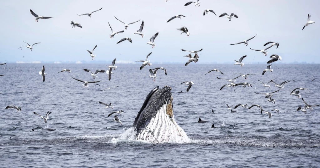 As Federal Ocean Protections shrink under Trump, California considers expanding them