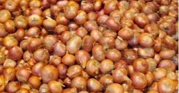 Onion prices jump to Tk 150 per kg in two days