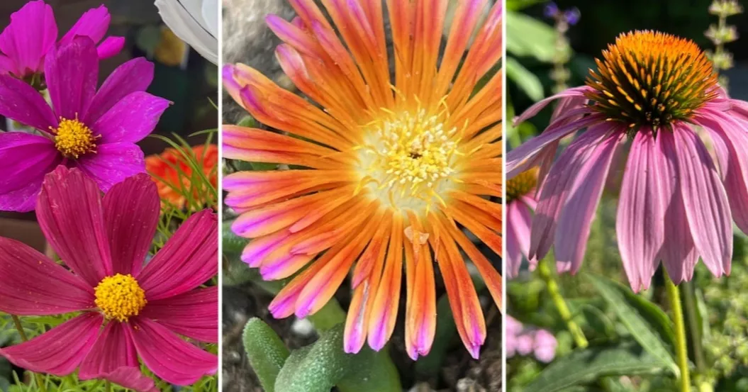 Heat-tolerant flowers that keep gardens thriving in hot, dry summers