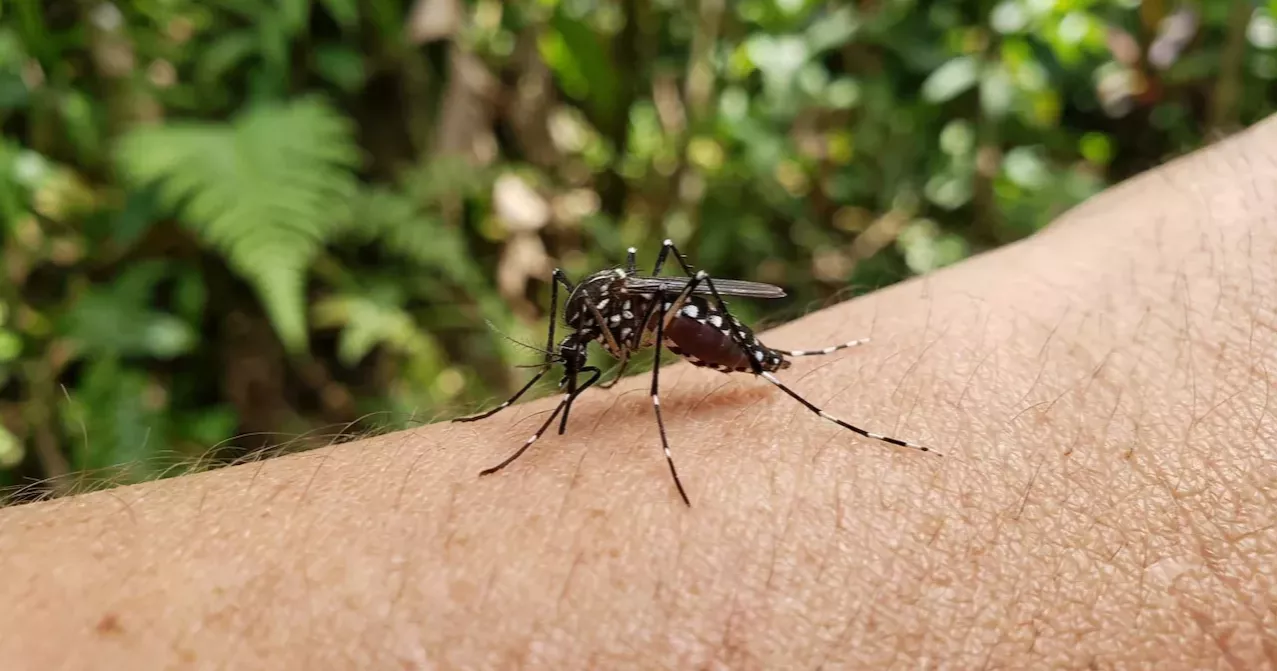 6 more dengue deaths reported in 24 hrs, 1,942 hospitalised
