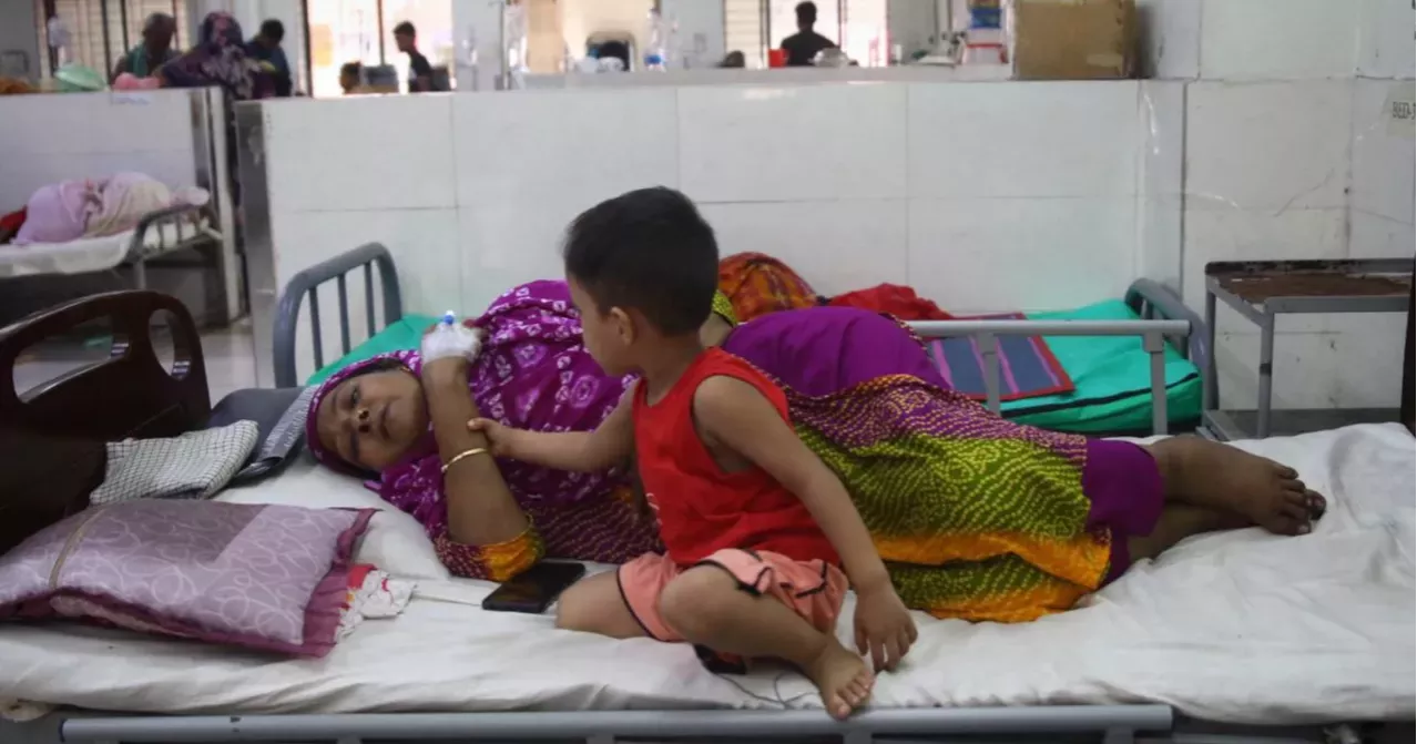 Dengue: 514 new cases in 24 hours