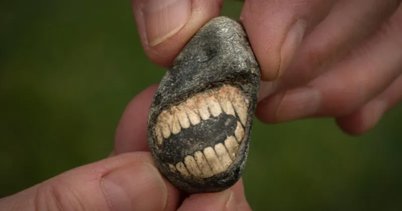 Rare smiling fossil found on Holy Island
