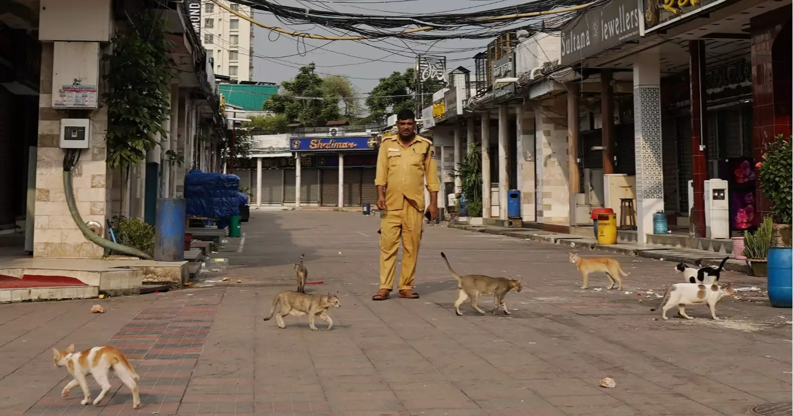 Compassion beyond duty: New Market guards help hungry cats during Eid holidays