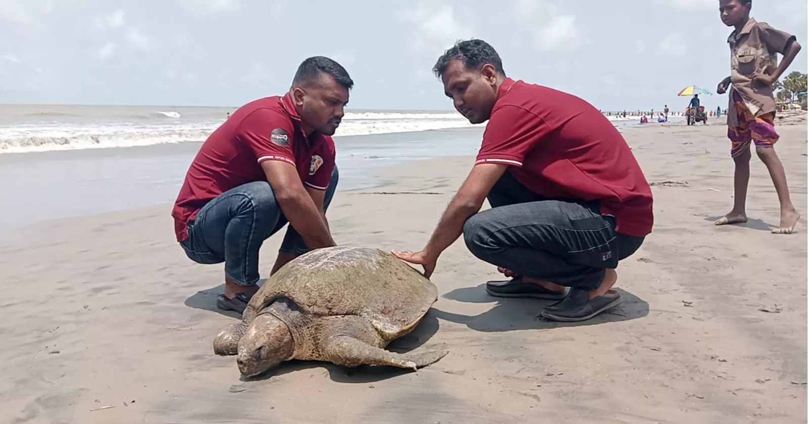 Rare Olive Ridley sea turtle rescued in Kuakata