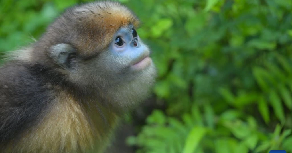 China steps up protection efforts for rare golden monkeys at world heritage site
