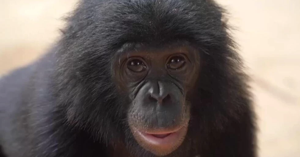 Rare Congo sanctuary protects orphan bonobos from poaching threat