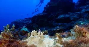 84% of the world’s coral reefs hit by worst bleaching event on record