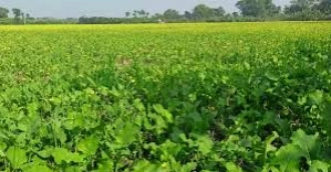 Memorandum submitted to CA demanding Agricultural Reform Commission