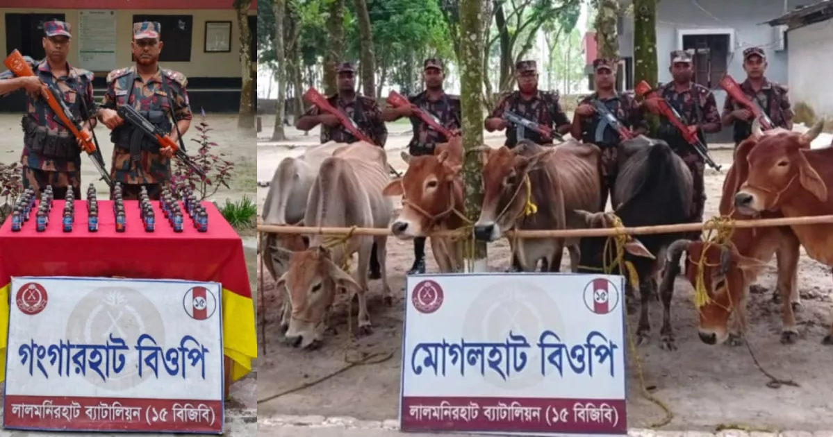 BGB seizes drugs, Indian cattle from Lalmonirhat border