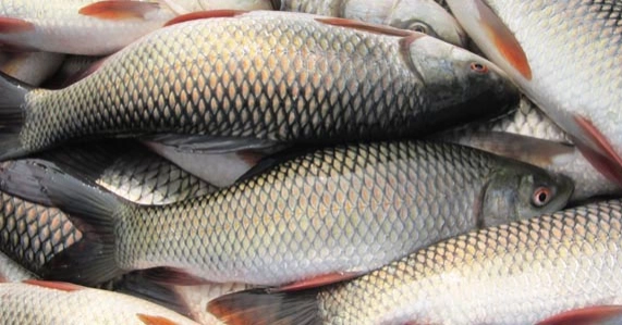 Tk 4,376 crore earned from fish export in FY 2024