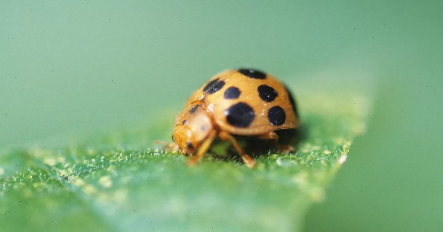 Garden nightmares: From mint invasions to runaway birdseed, spooky surprises lurk in backyards