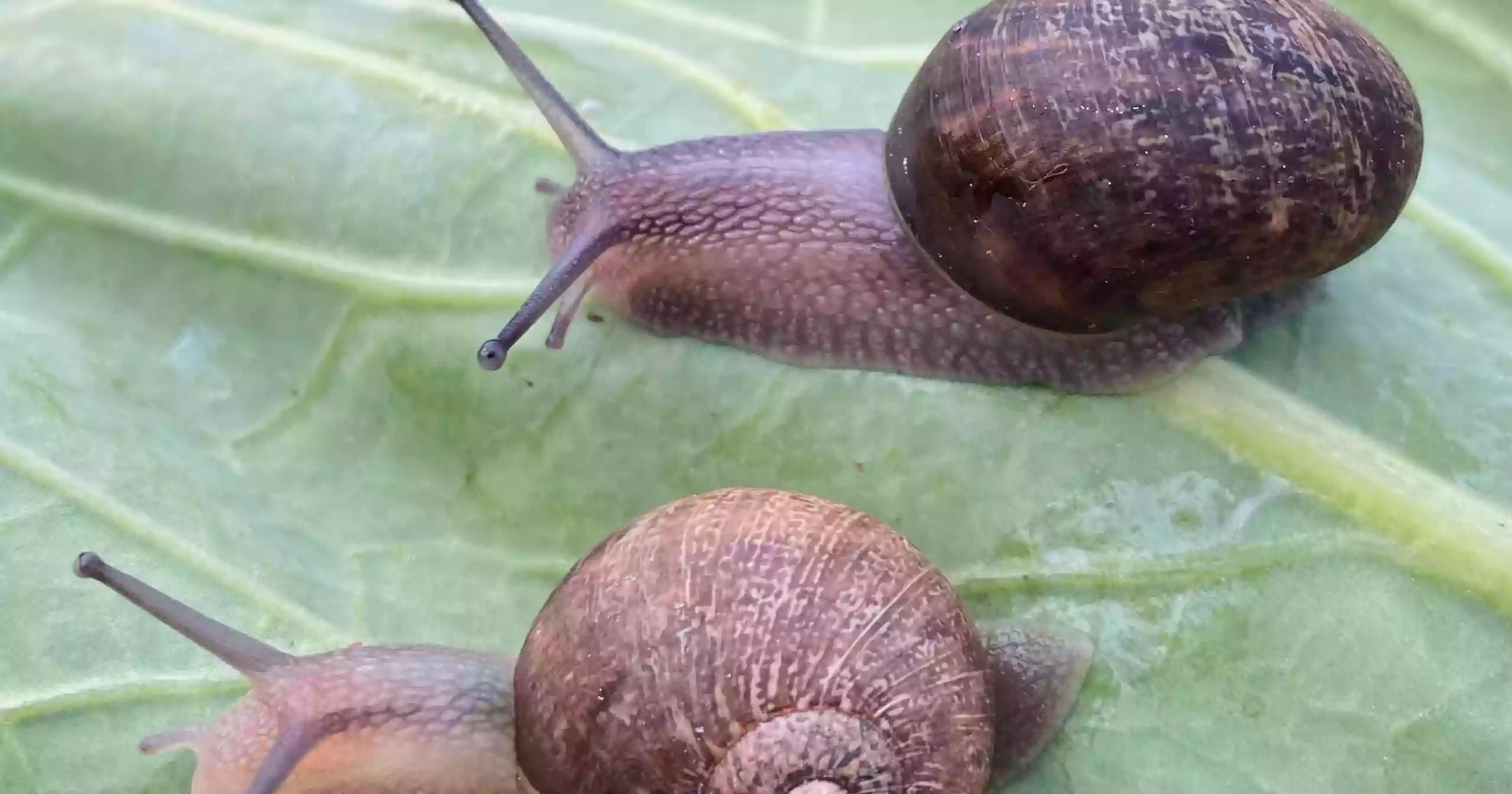 Ned the snail’s unlucky search for love in New Zealand garden