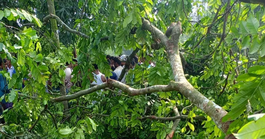 Man killed as tree falls on him in Lalmonirhat