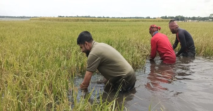 Rising water levels in Sunamganj haors spark concern over remaining Boro paddy