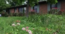 Homeowners embrace no-mow lifestyle year-round