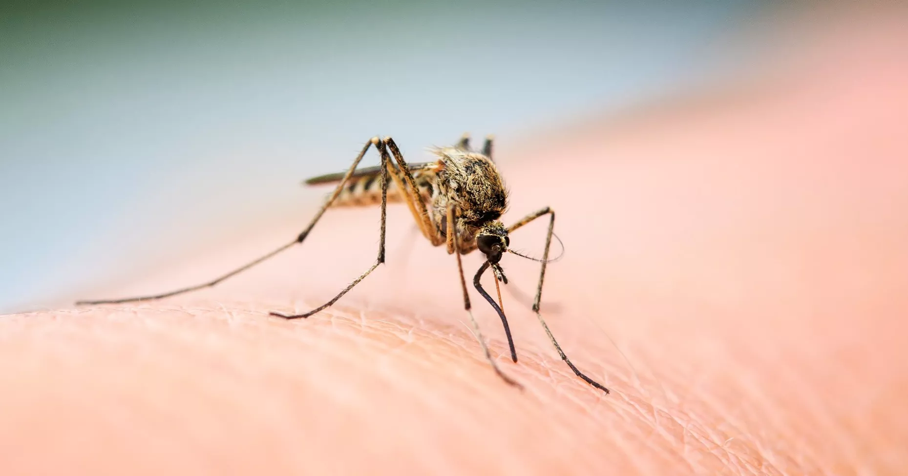 Dengue: 3 more die, 685 hospitalised in 24hrs