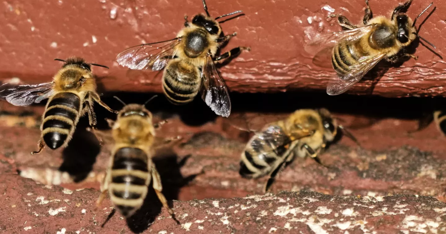 On 'World Bee Day,' the bees did not seem bothered. They should be