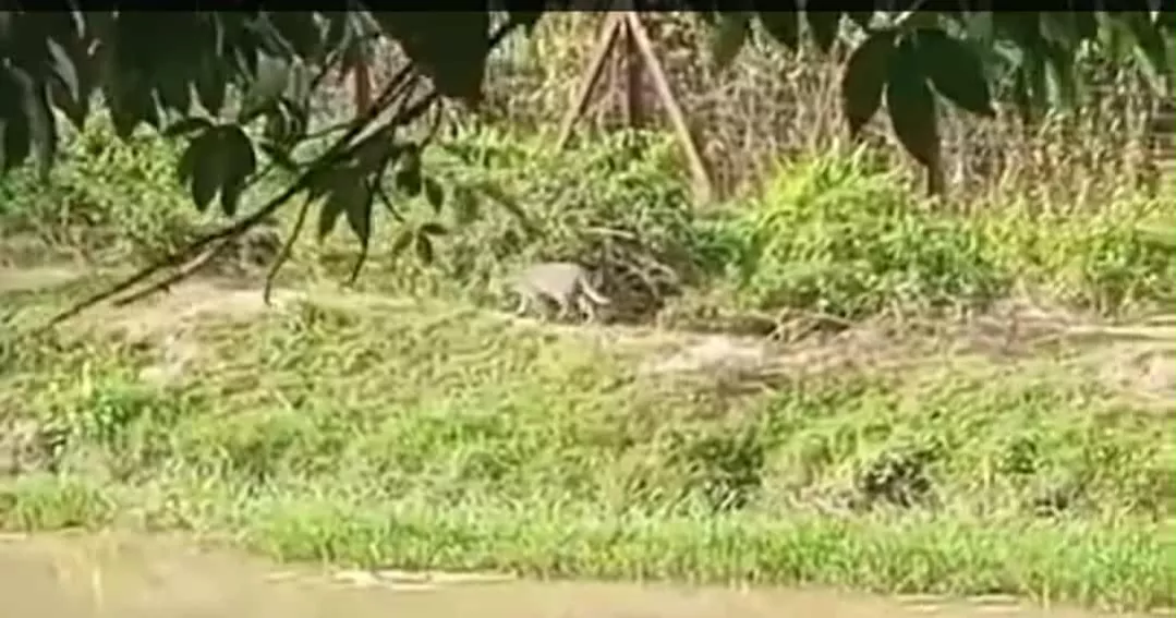 Fishing cat enters village in Feni; locals panic, before it goes back into forest