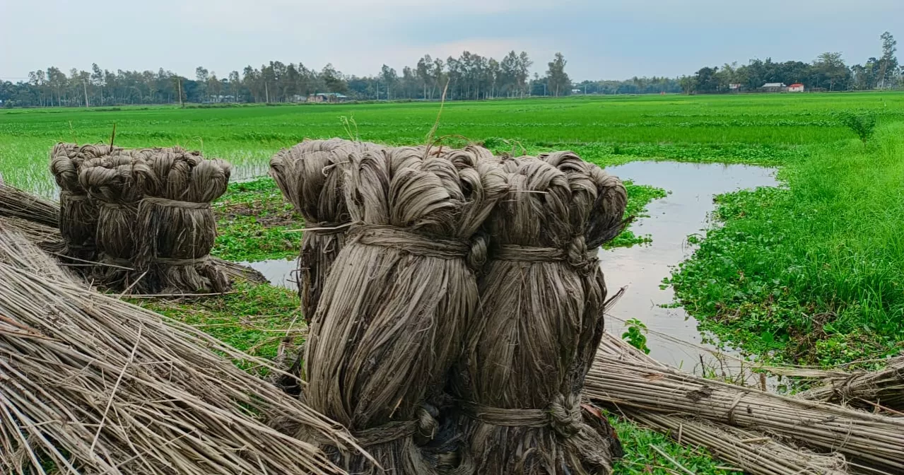 Golden fibre: Poor yield, uncertain prices put Lalmonirhat farmers at risk