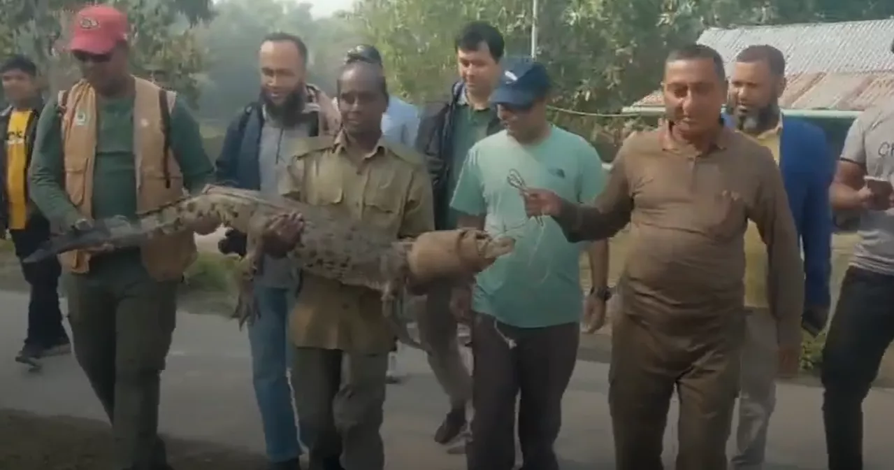 Another crocodile with satellite transmitter released in Sundarbans