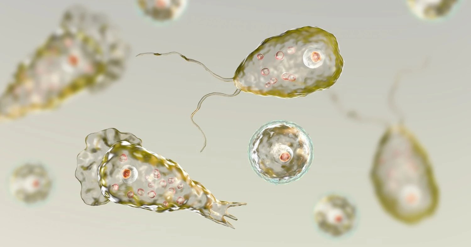 Deadly Brain-eating Amoeba: How It Spreads, Causes, Symptoms, and Treatment