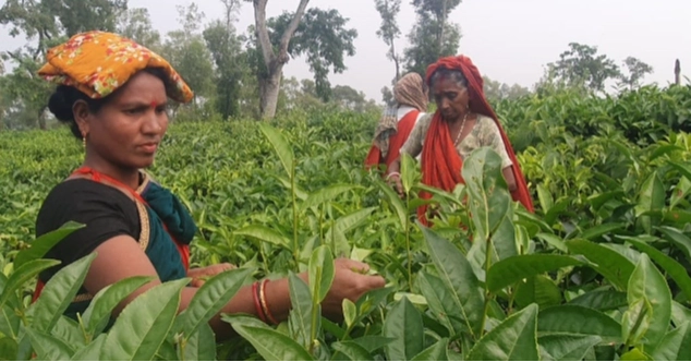 Sylhet tea garden workers finally join work