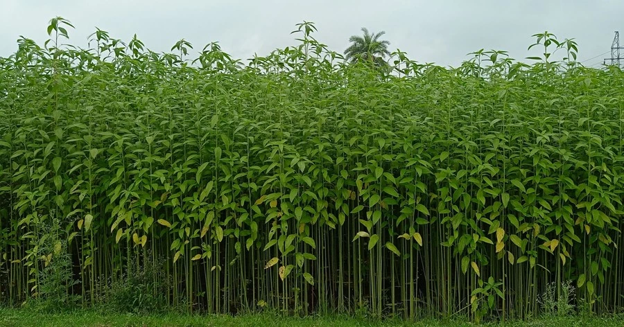 Magura farmers reject government jute seeds over poor yield