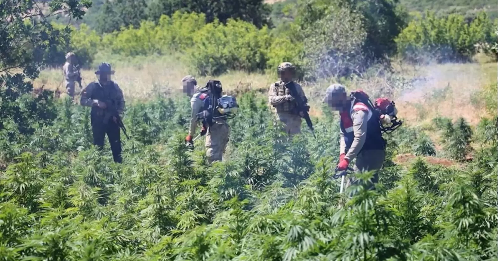 土耳其东南部缉毒行动摧毁逾21.7万株大麻