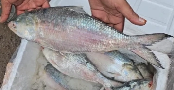 22-day ban on hilsa fishing from midnight