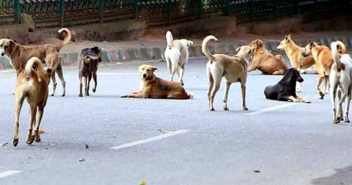 India's top court cracks down on stray dogs in Delhi